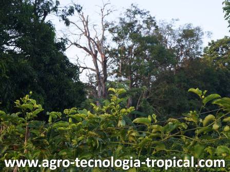 El cigarron anida en troncos secos